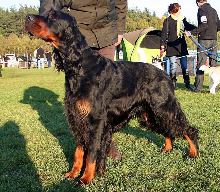 Does Gordon Setter Get Attached To One Person? (Answered!)