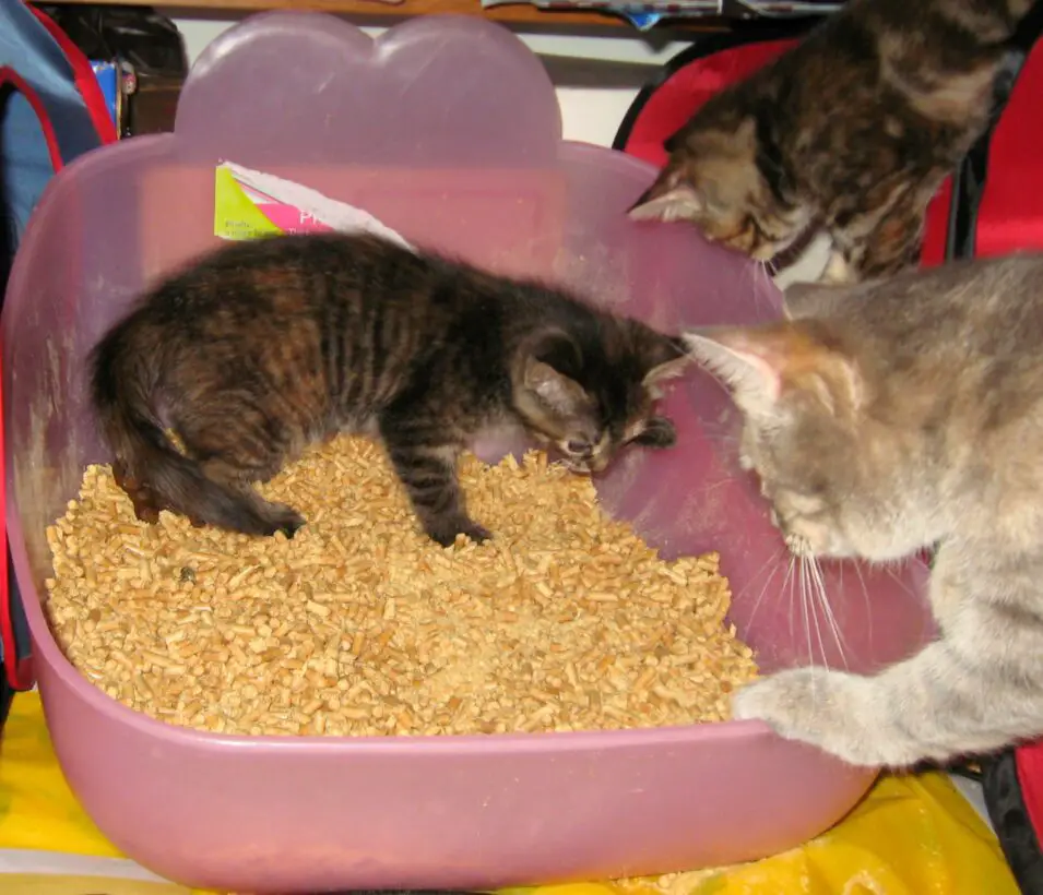 How Do I Get My 8WeekOld Kitten To Use The Litterbox?
