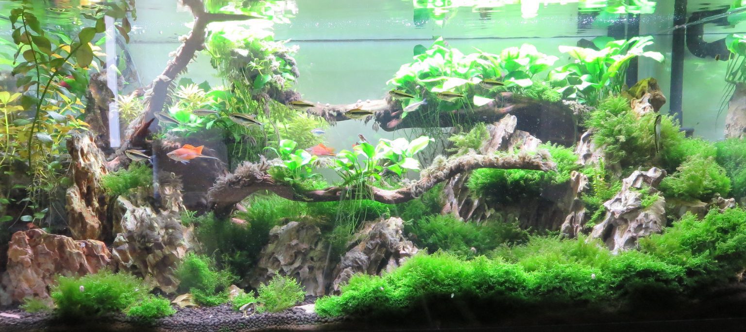 How Long Should You Boil Driftwood To Remove Tannins?