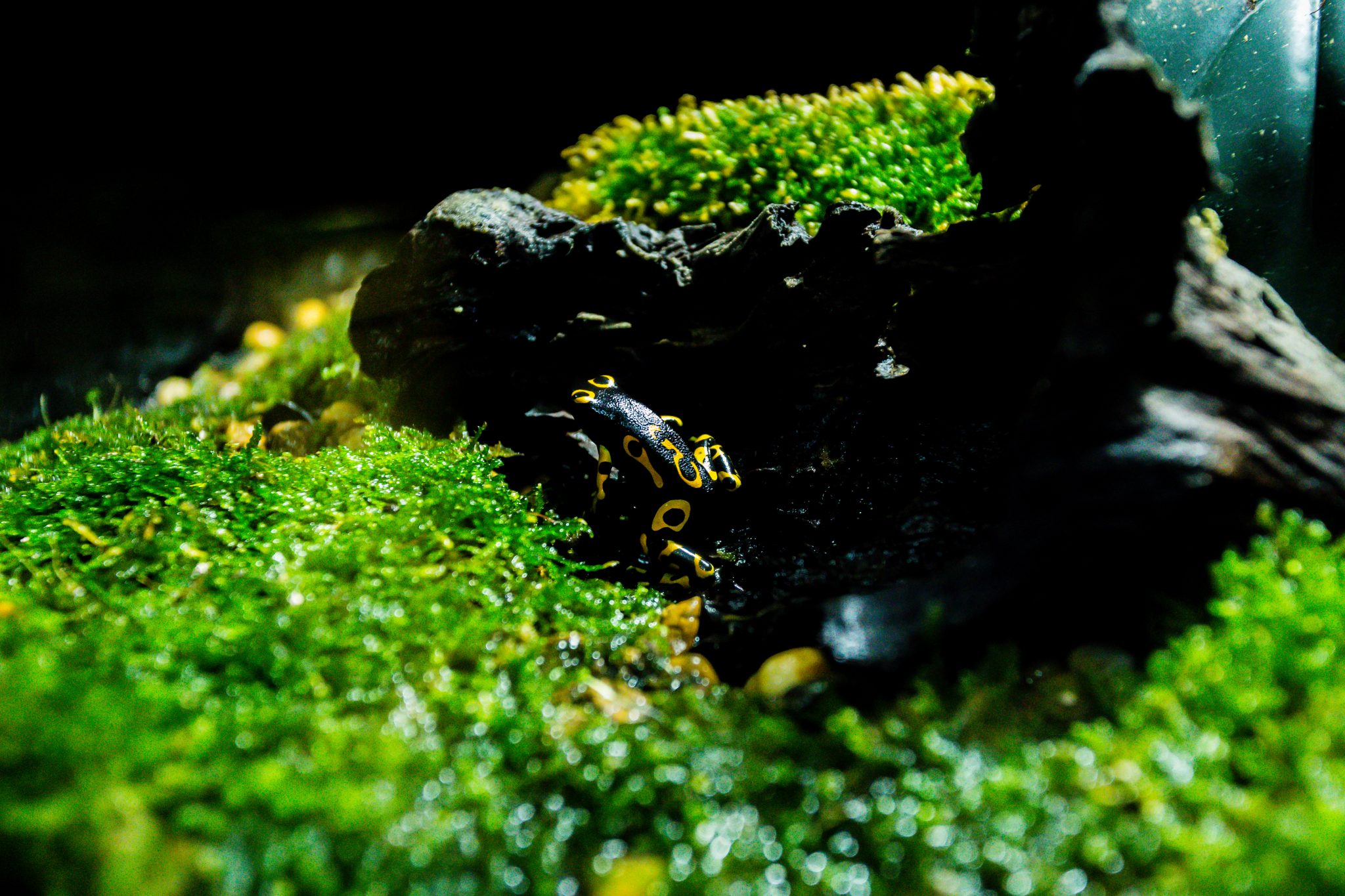 How Long Should You Boil Driftwood To Remove Tannins?