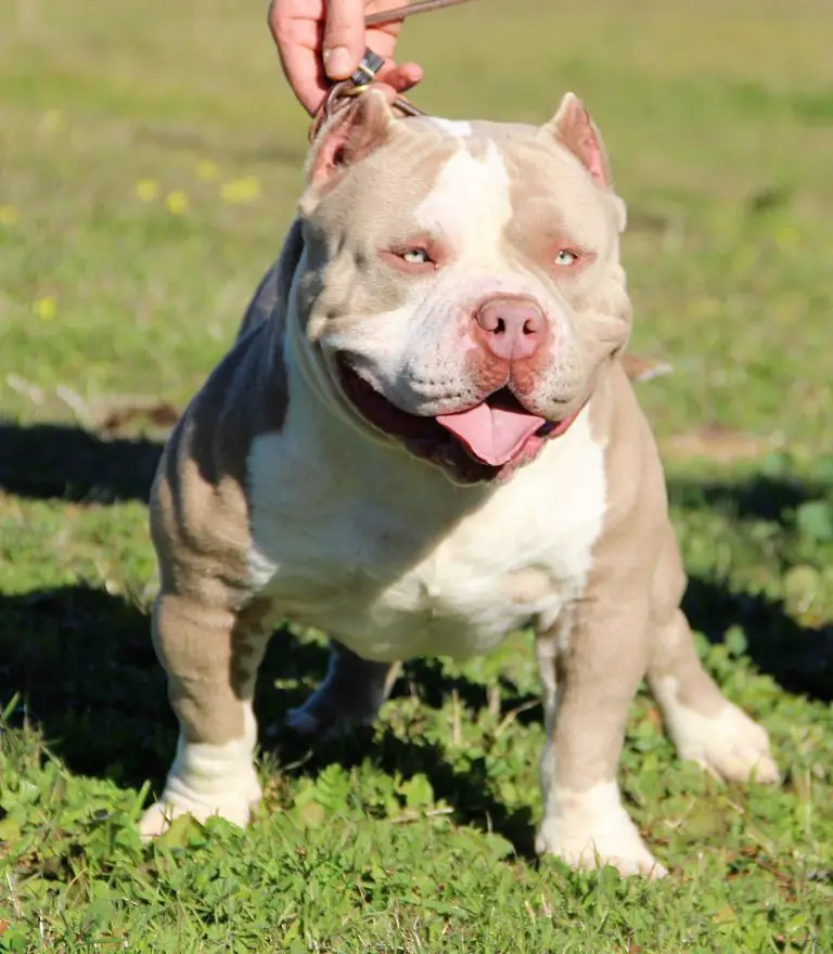 How To Train An American Bully To Stop Biting (Explained!)