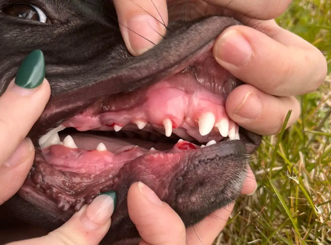 what happens when a dog loses a tooth