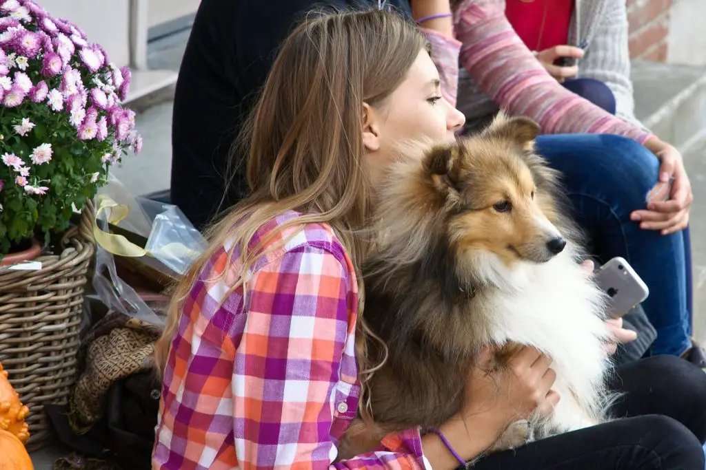 Is Rough Collie a Good Family Dog
