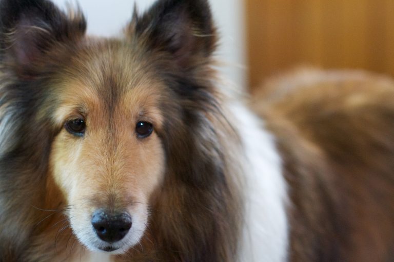 Is Rough Collie a Good Family Dog? (Answered!)