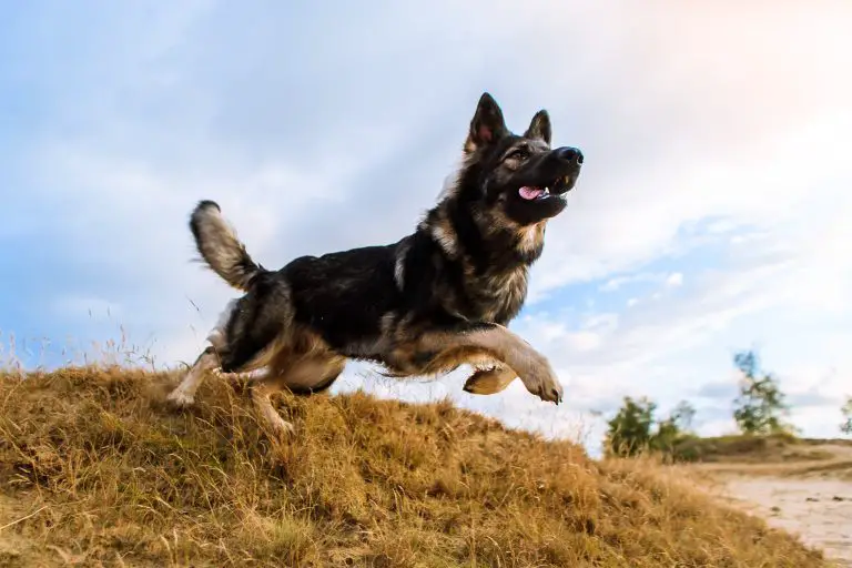 What Do German Shepherds Usually Die From (Answered!)