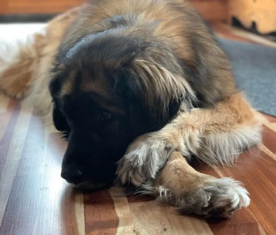 What To Do If Your Dog Ate Poop And Is Throwing Up White Foam