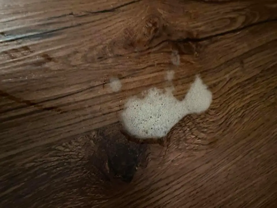 why-does-my-dog-throw-up-white-foam