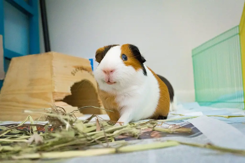 What To Do If Your Guinea Pig Stops Eating And Drinking