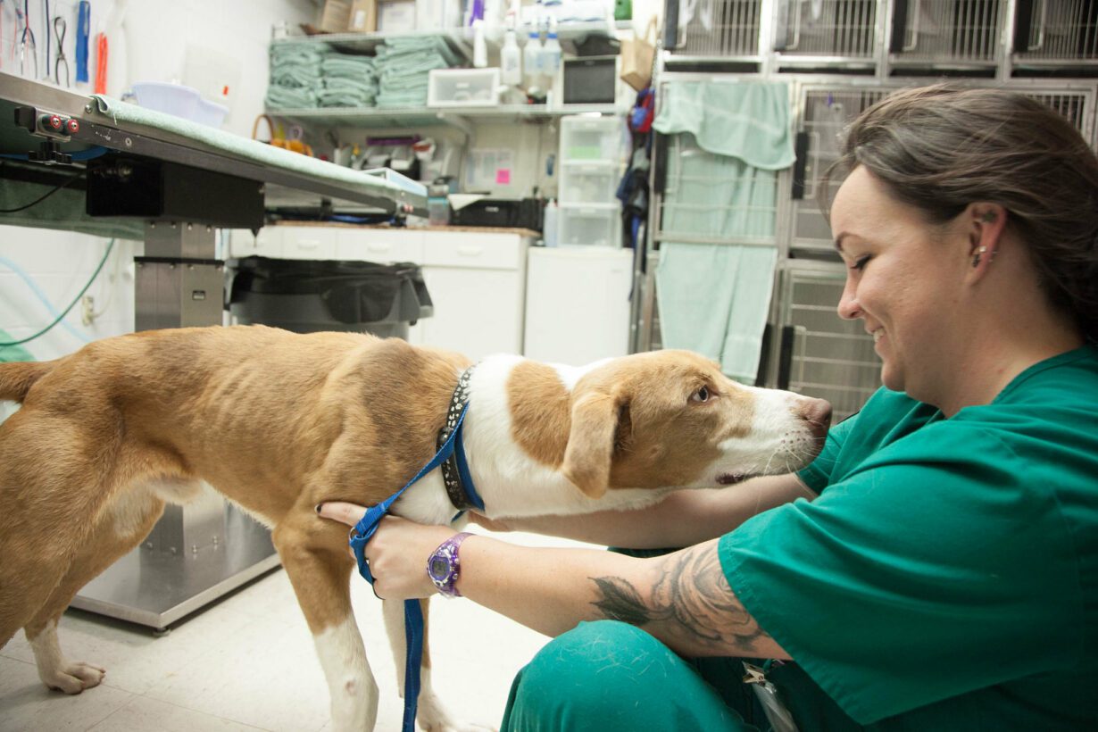 What To Expect After a Dog Enema (Answered!)