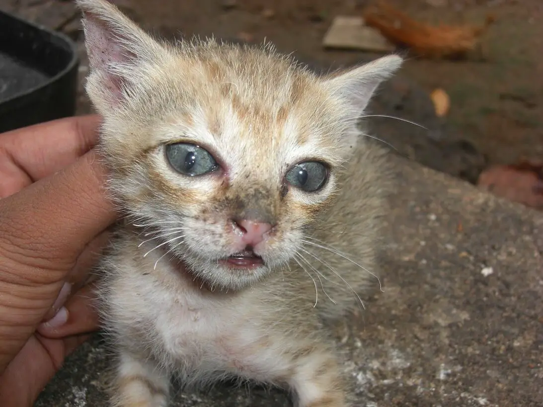 wolf-worm-in-cats-causes-treatment-and-prevention