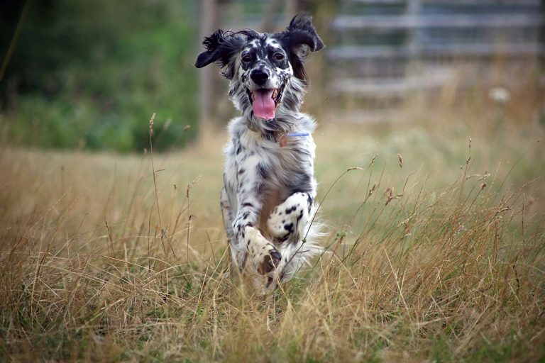 What Is Bad About English Setters? (Explained!)