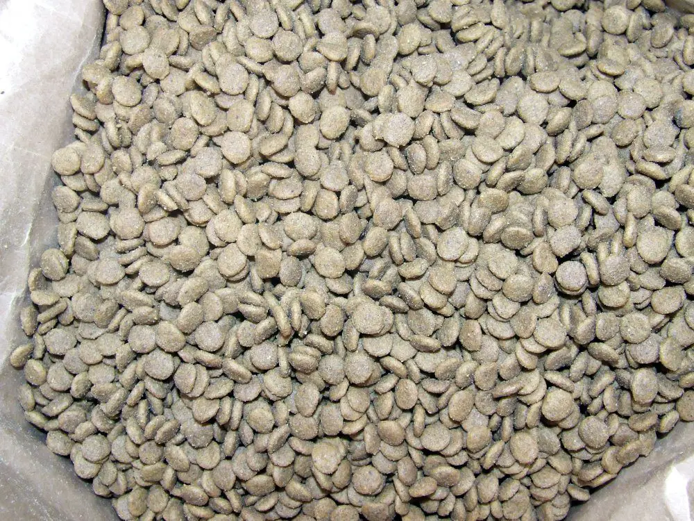 Why Do Vets Royal Canin? (Answered!)