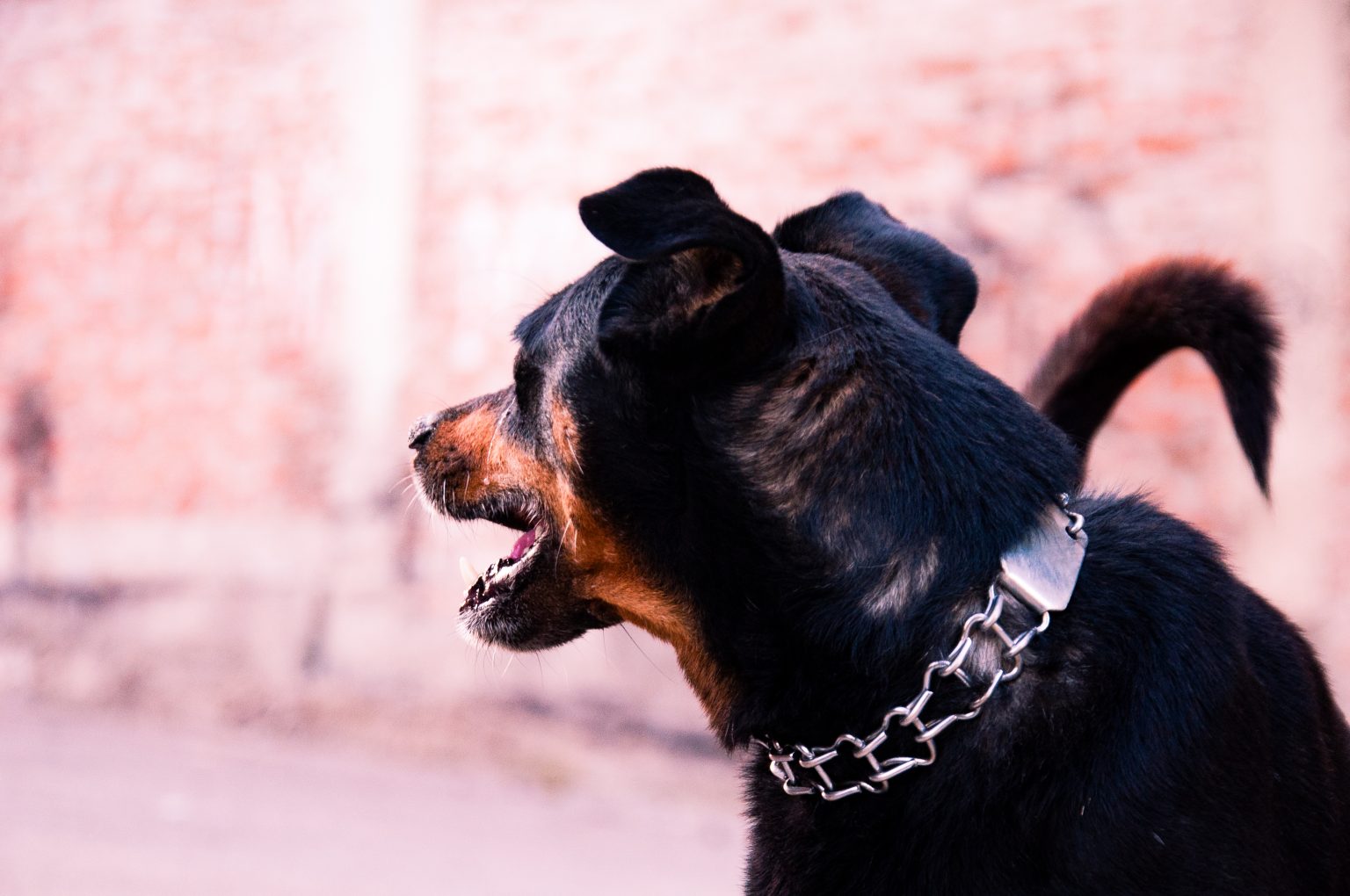 12 Reasons Why Your Dog Is Walking Slow With Head Down