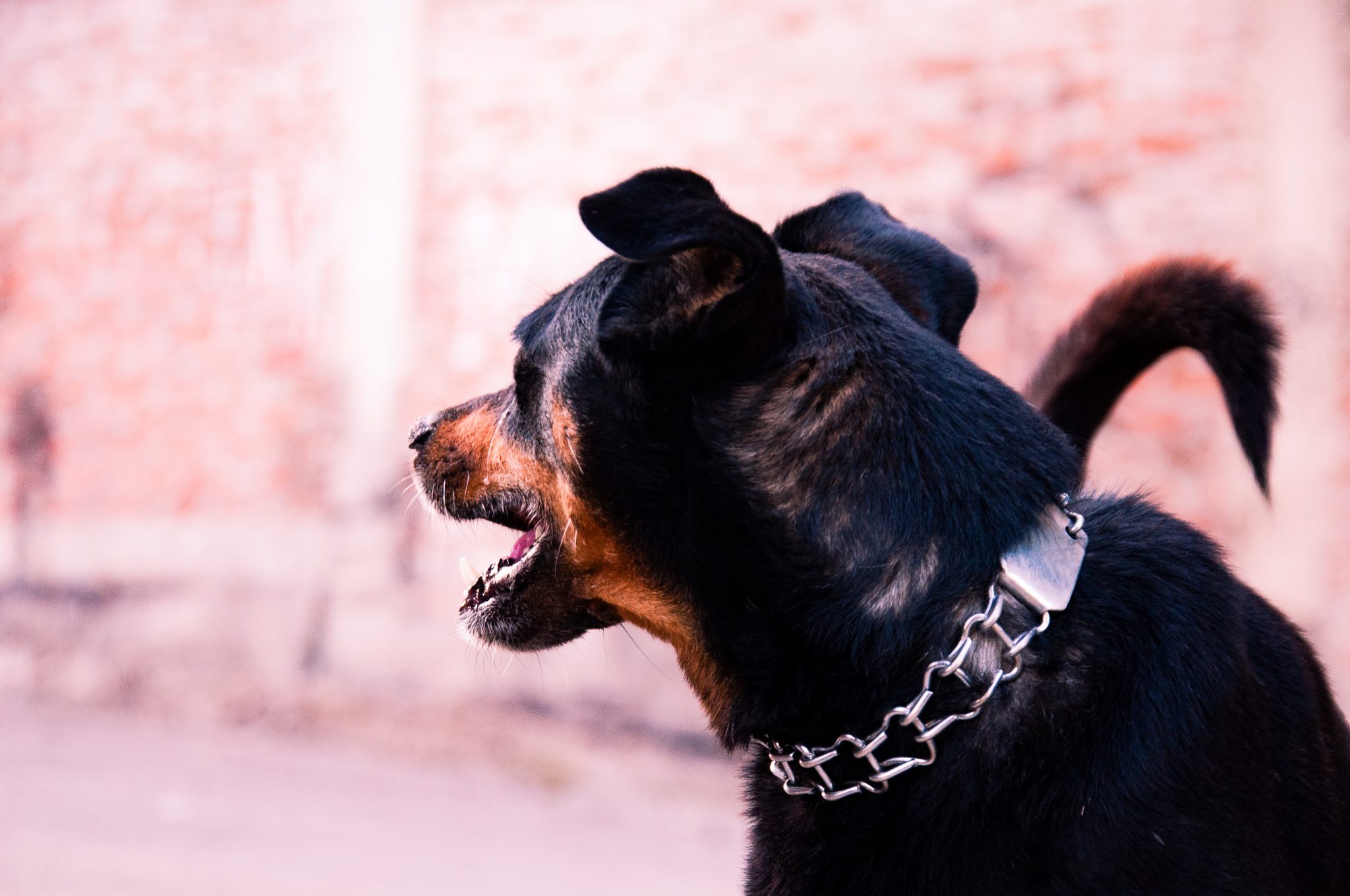 12 Reasons Why Your Dog Is Walking Slow With Head Down