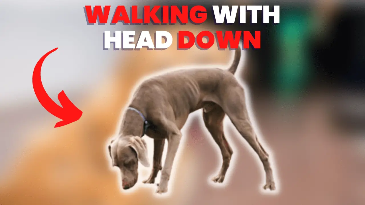 12 Reasons Why Your Dog Is Walking Slow With Head Down