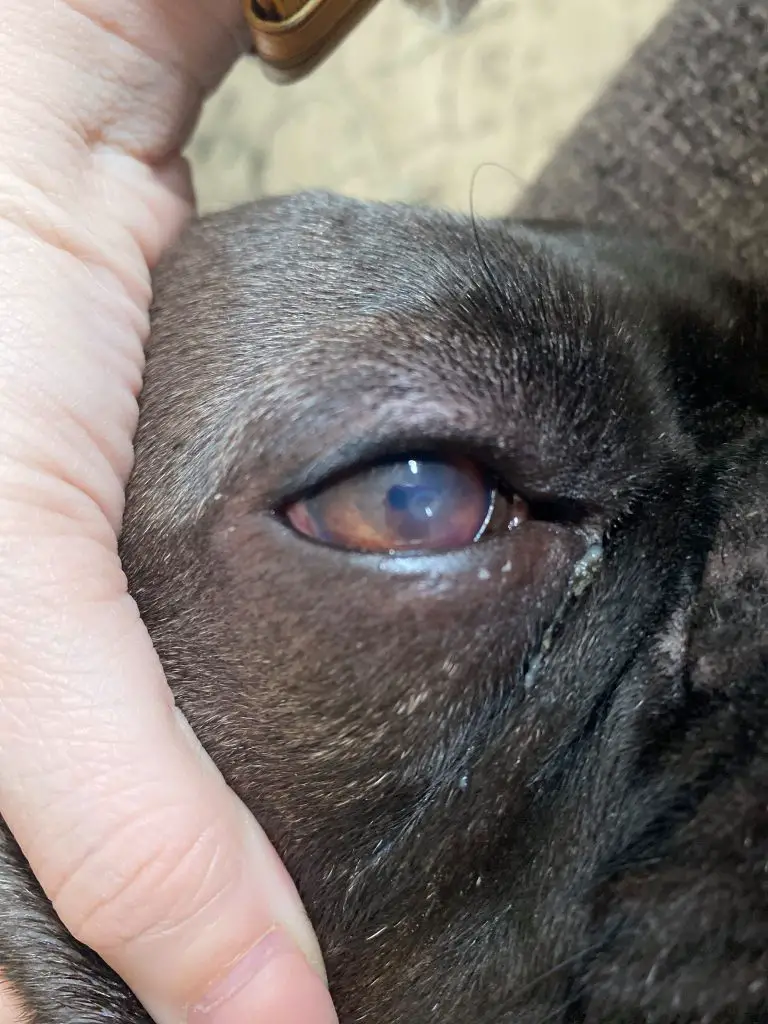 signs a dog eye ulcer is healing