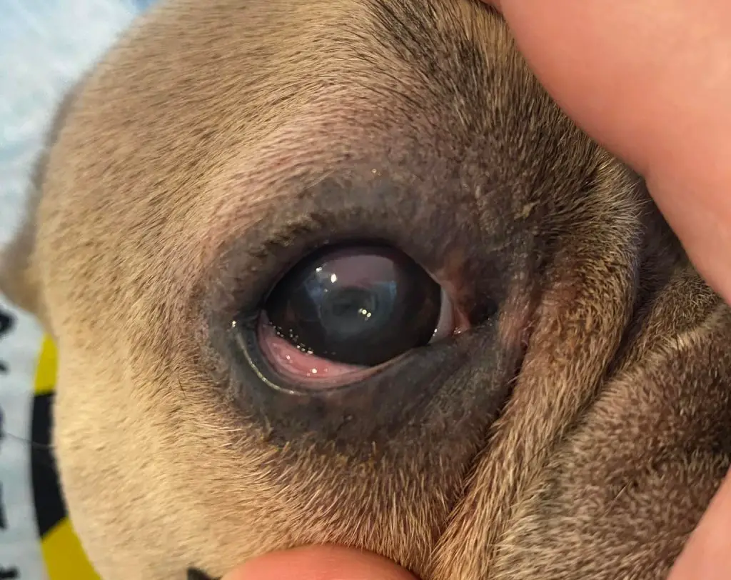 signs a dog eye ulcer is healing