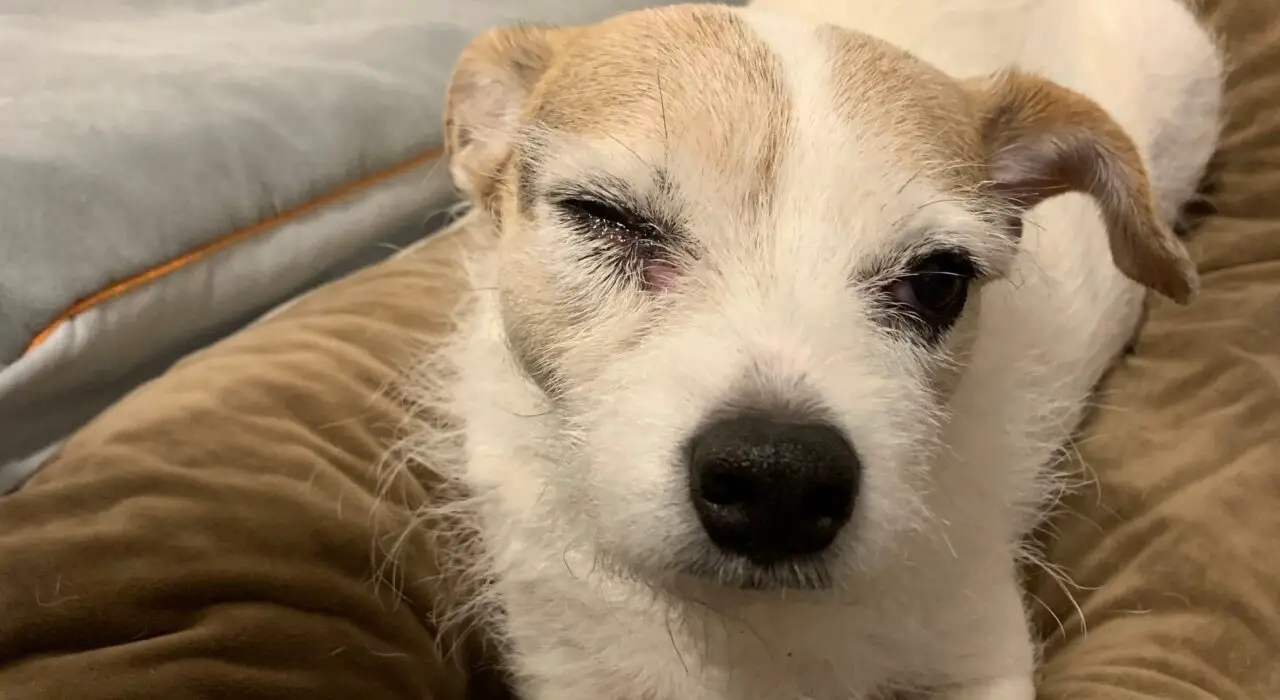 11 Signs a Dog Eye Ulcer is Healing