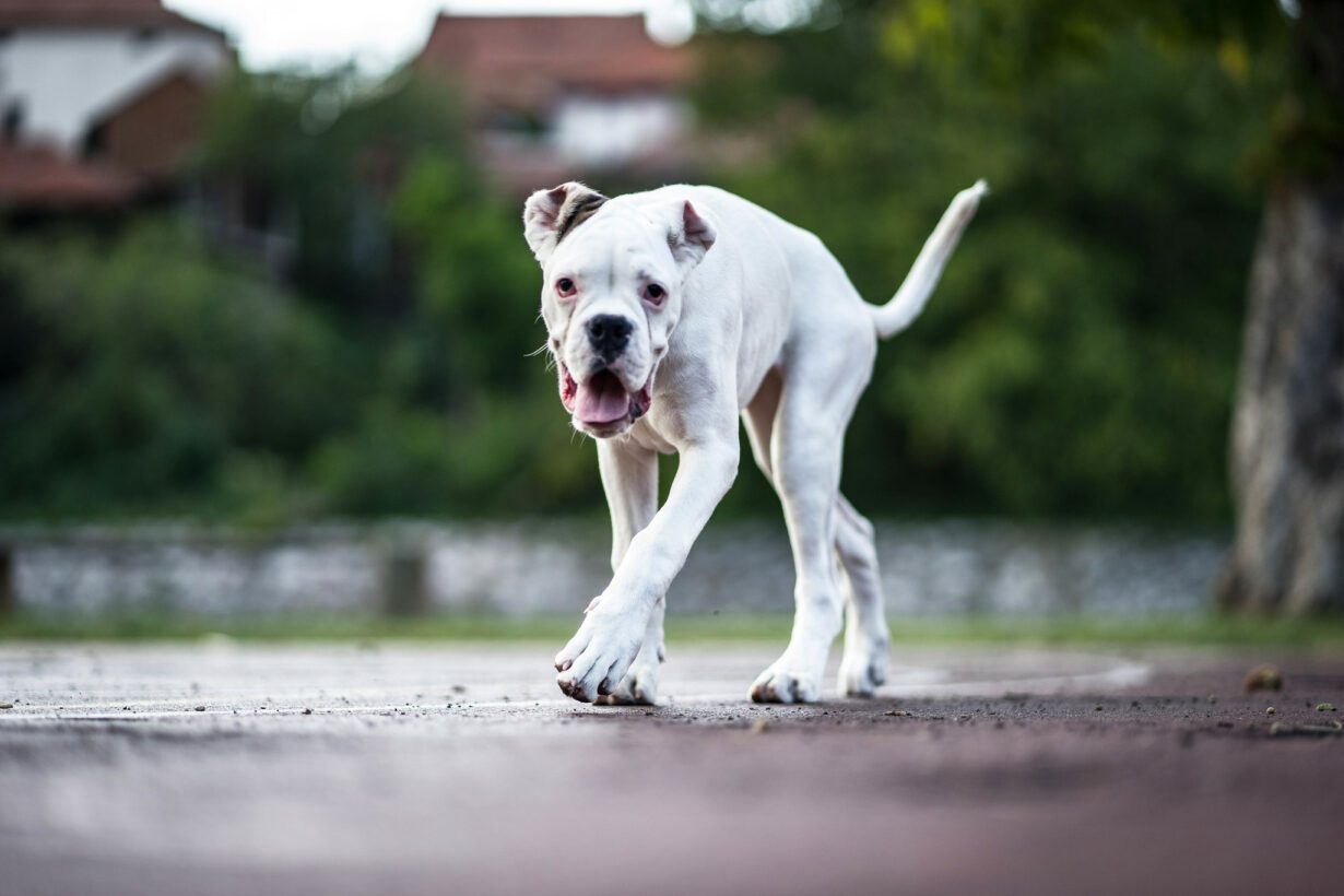 12 Reasons Why Your Dog Is Walking Slow With Head Down