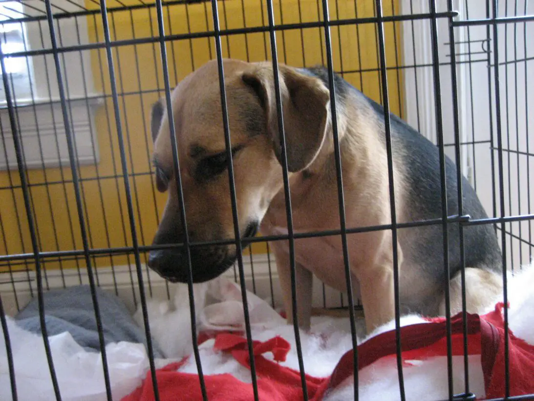 8 Strange Behaviors After Neutering Your Dog