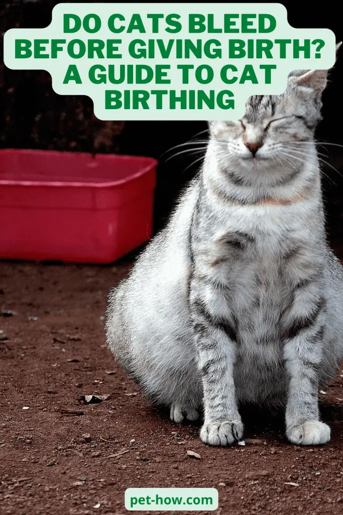 Do Cats Bleed Before Giving Birth? A Guide to Cat Birthing