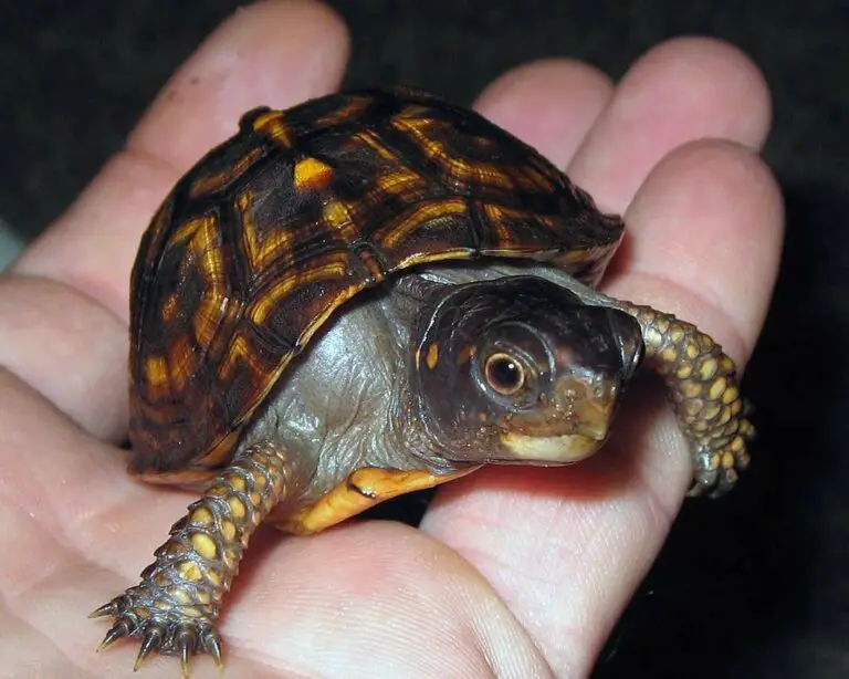 Eastern Box Turtle Hatchling Care – [Ultimate Guide]