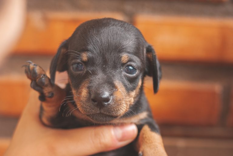 Is 5 Weeks Too Early To Take a Puppy Home? (Explained!)