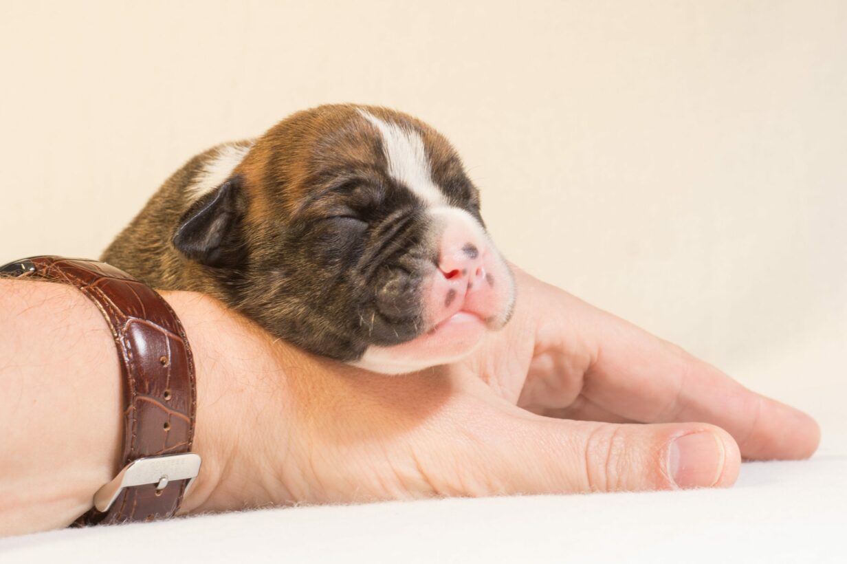 Is 5 Weeks Too Early To Take a Puppy Home? (Explained!)