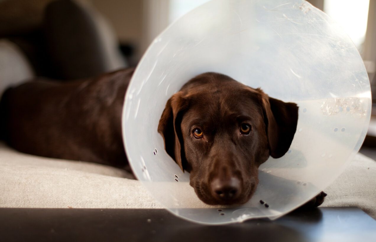 is-it-normal-for-dogs-to-swell-two-weeks-after-neuter