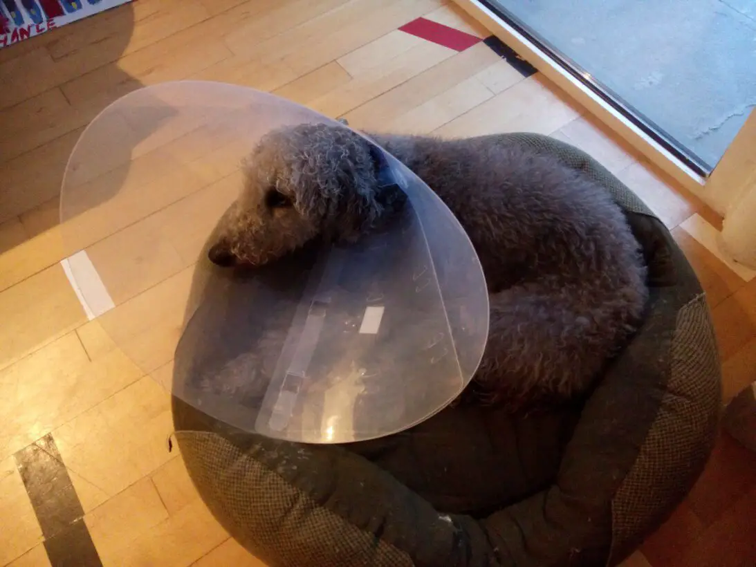 Is It Normal For Dogs To Swell Two Weeks After Neuter?