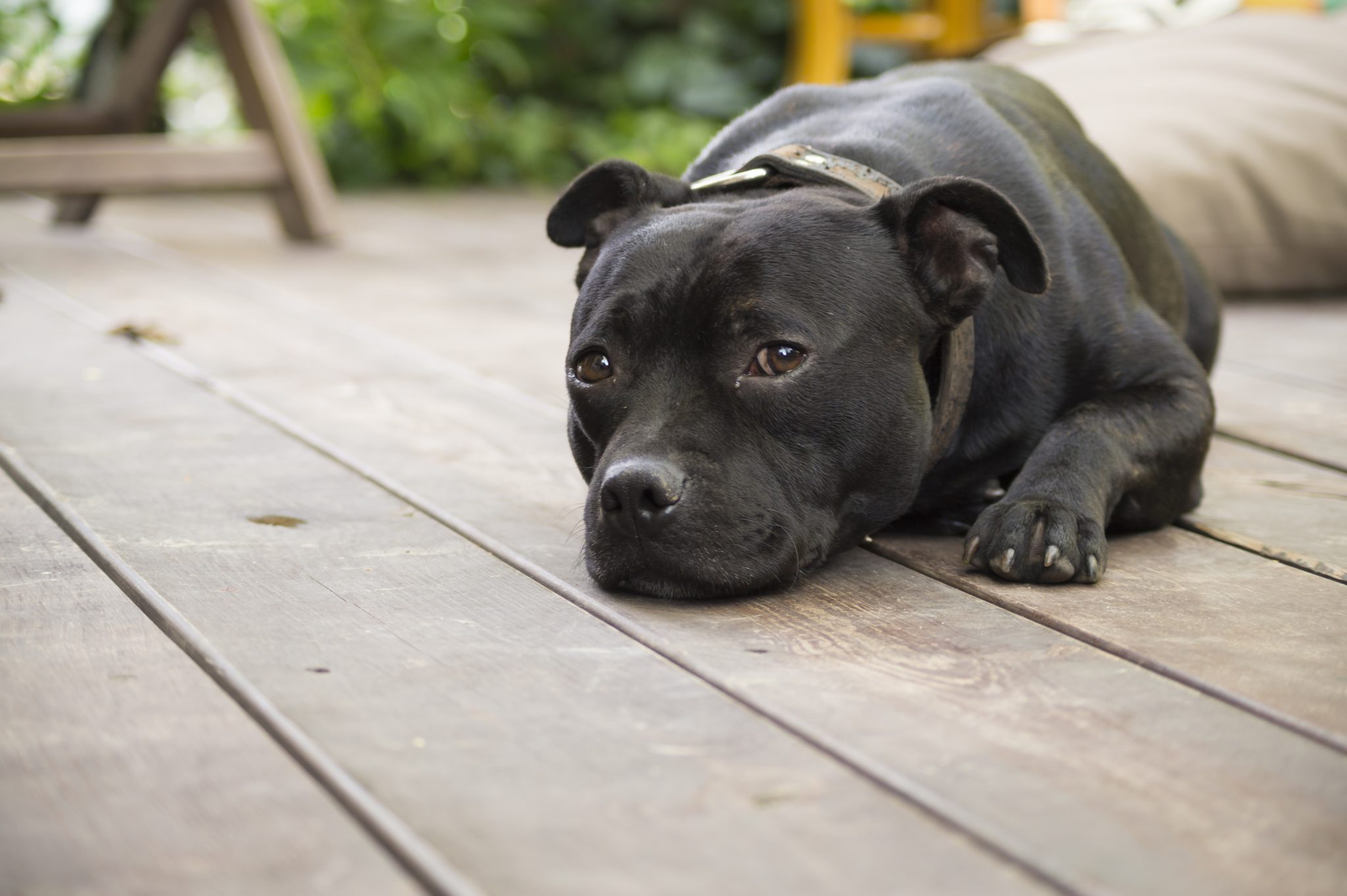 Is It Normal For Dogs To Swell Two Weeks After Neuter Answered 