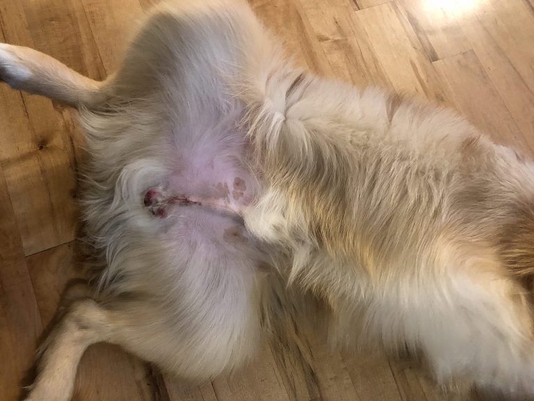 Is It Normal For Dogs To Swell Two Weeks After Neuter? (Answered!)