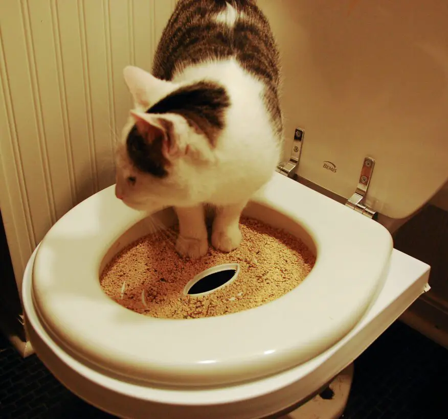 The Mystery of the Litter Box Pooper – Why Your Cat Peeks in the Box But Poops on the Floor