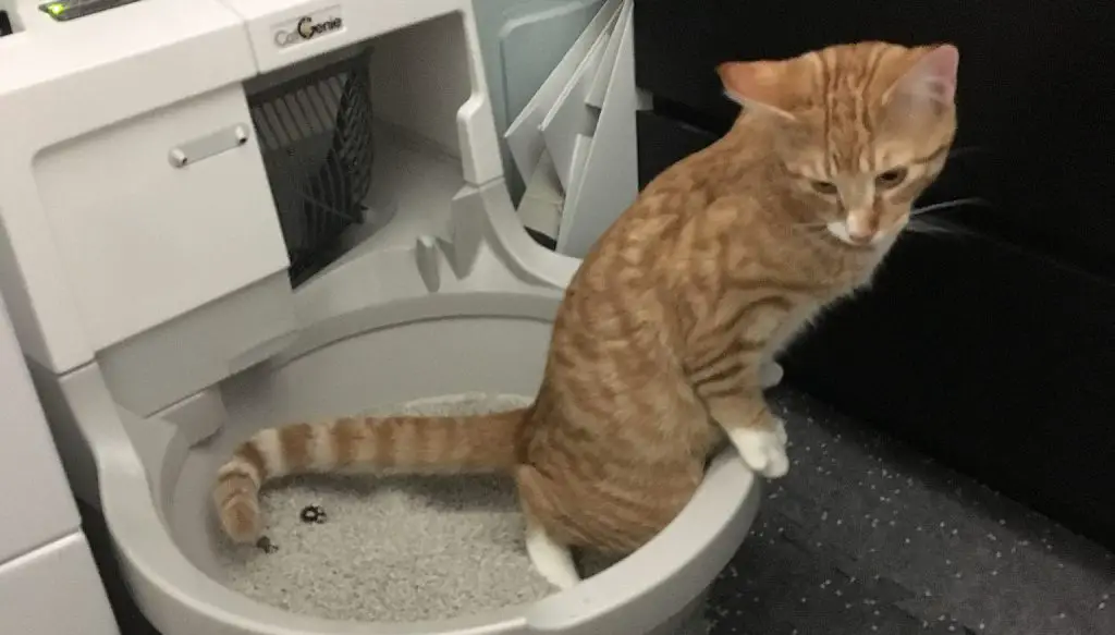 My Cat Is Pooping In The Litter Box But Not Peeing - Here's Why