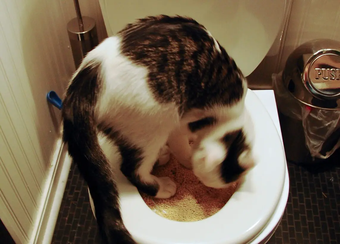 My Cat Is Pooping In The Litter Box But Not Peeing