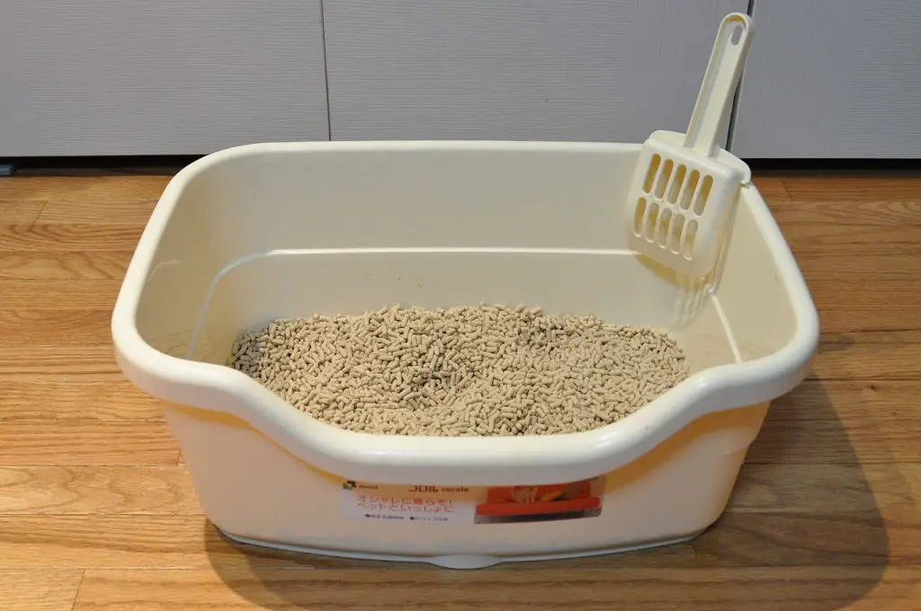 My Cat Is Pooping In The Litter Box But Not Peeing - Here's Why