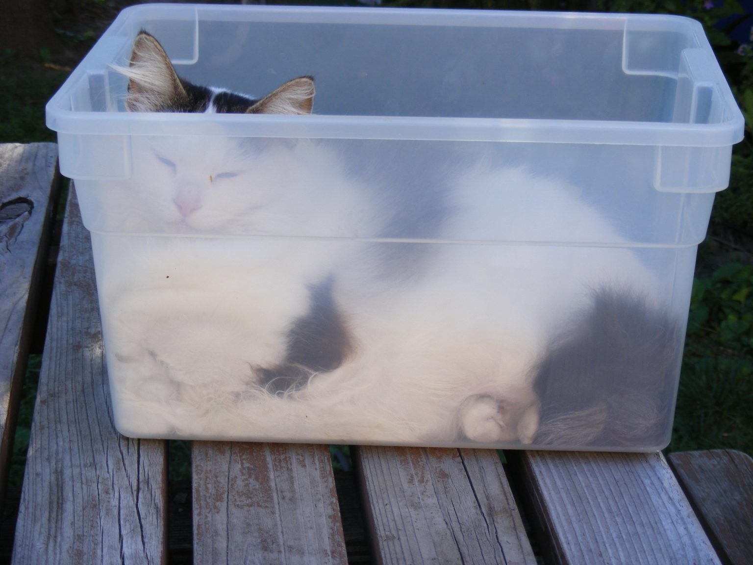 My Cat Is Pooping In The Litter Box But Not Peeing