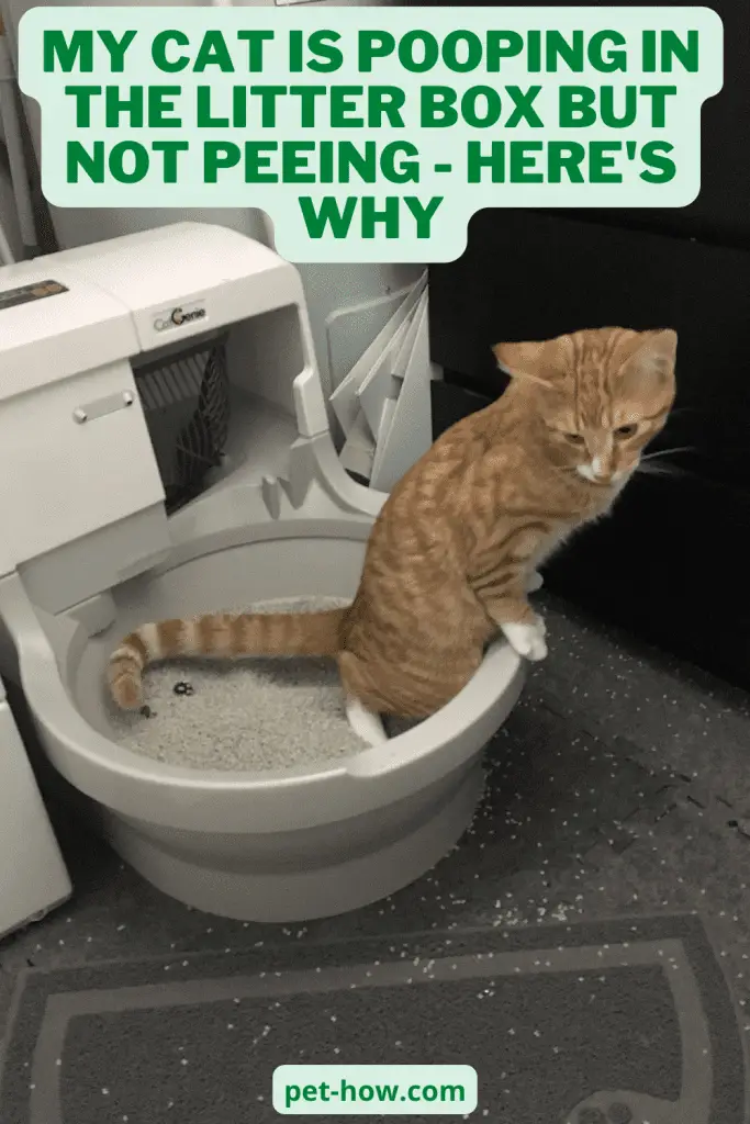 My Cat Is Pooping In The Litter Box But Not Peeing Here's Why