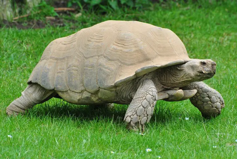 Sulcata Tortoise 101 – All You Need to Know About These Cute Creatures