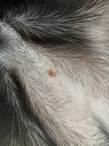 Brown Spots On Dog Belly That Look Like Dirt