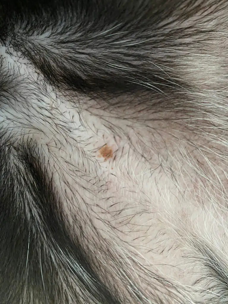 brown-spots-on-dog-belly-that-look-like-dirt