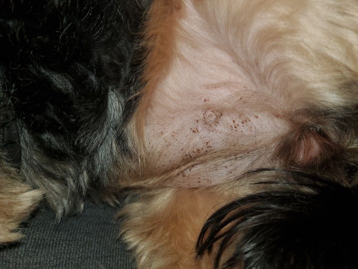 What Are Those Brown Spots On My Dogs Belly That Look Like Dirt? (Answered!)