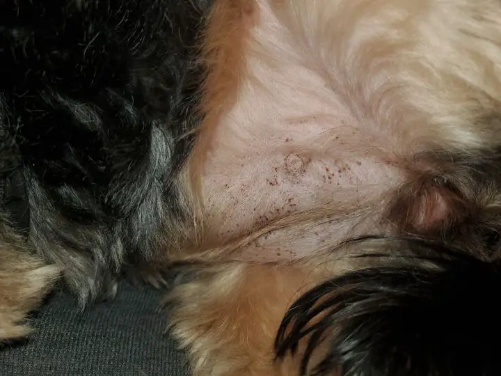 what are these bumps on my dogs skin