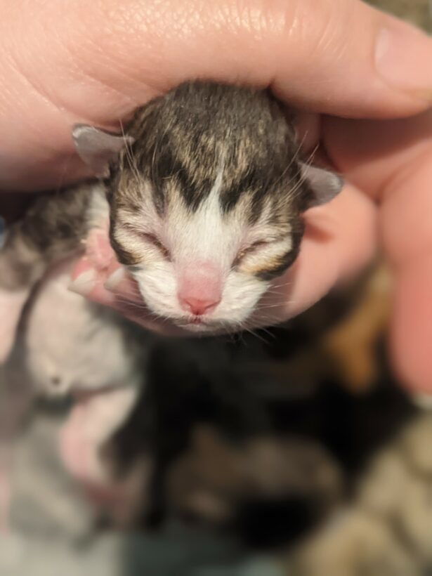 What Does It Mean When a Kitten Is Born With Its Eyes Open?