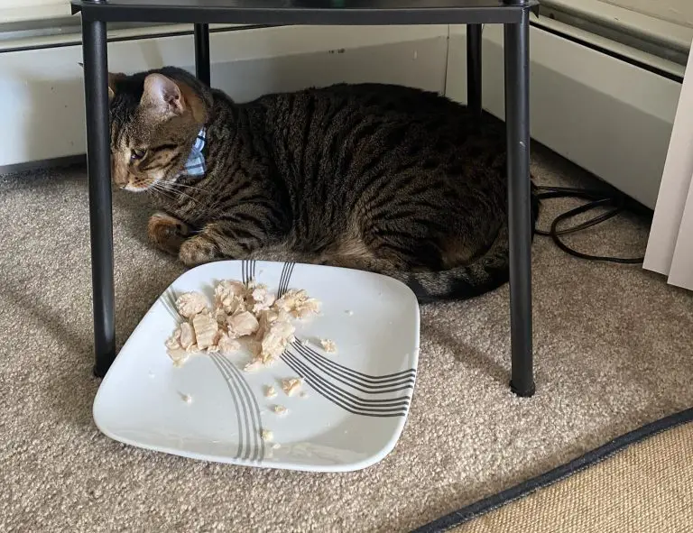 Why Is My Cat's Claw Darkening Under? Here Is What To Do