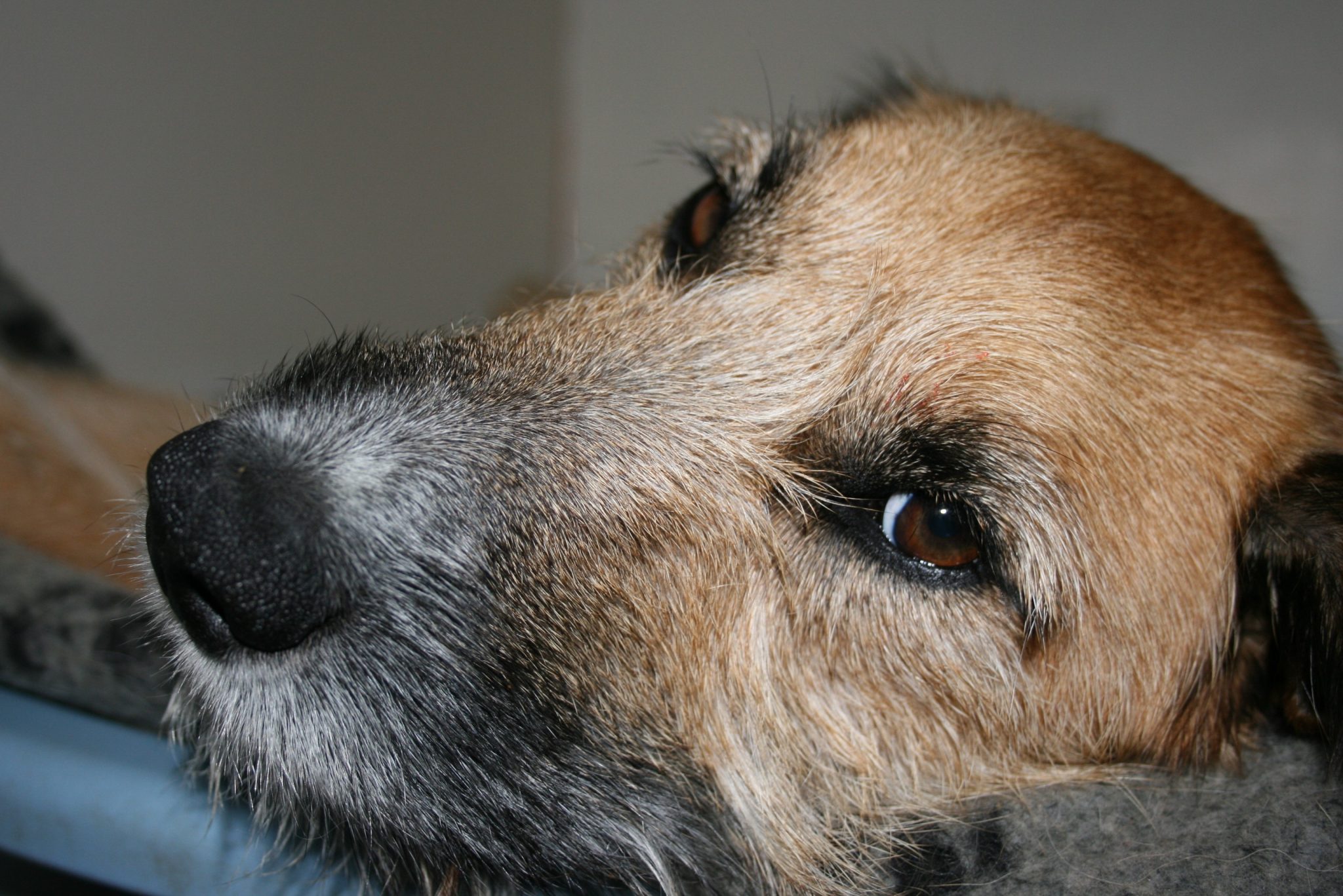 cold compress for dog ear hematoma