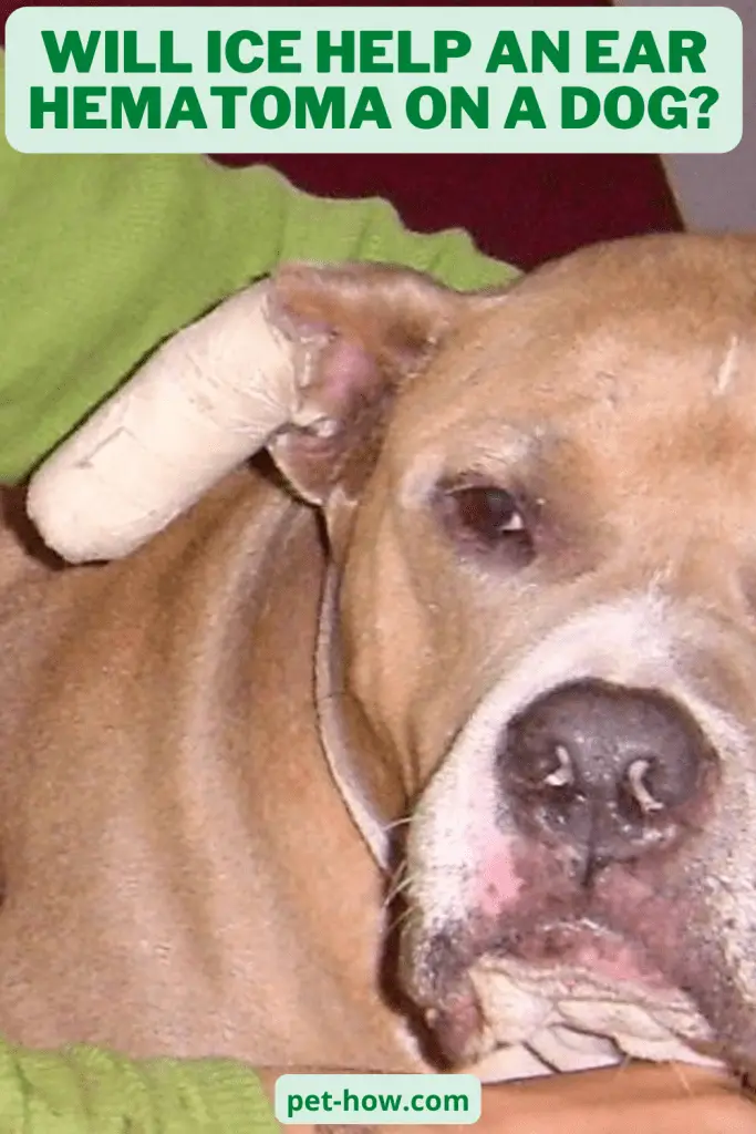Will Ice Help An Ear Hematoma On a Dog? (Explained!)