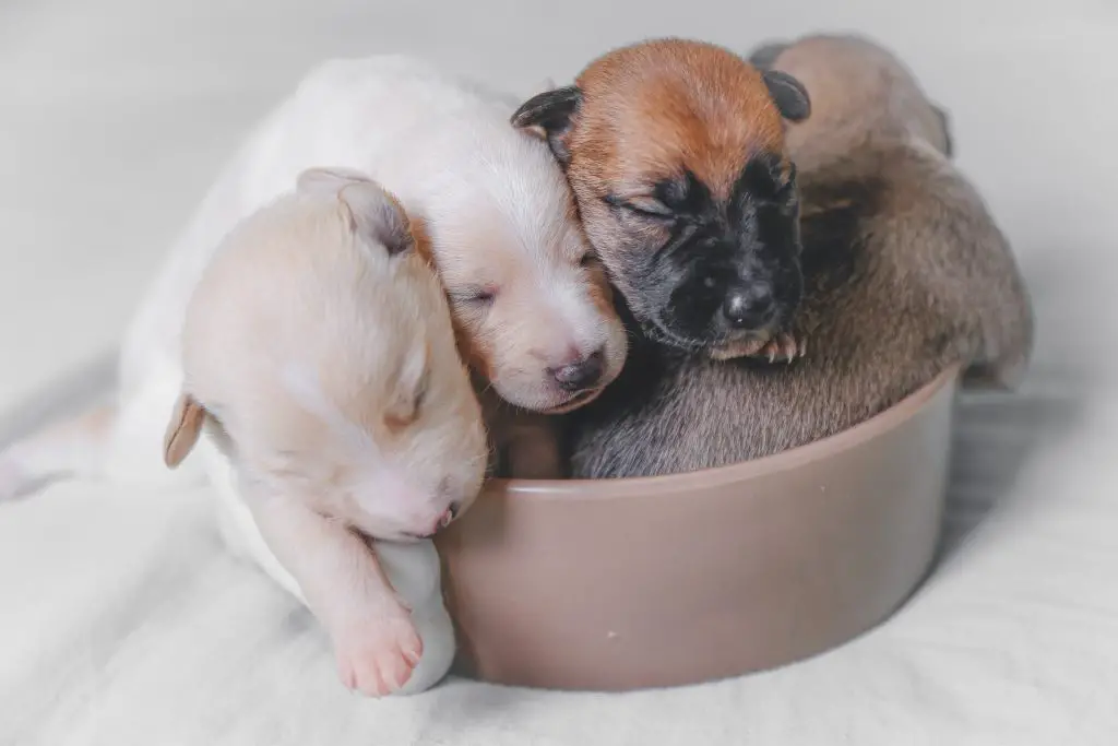 How To Care For a Newborn Litter of Puppies