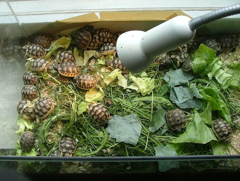 6 Reasons Why a Tortoise Is Not Eating And Sleeping a Lot