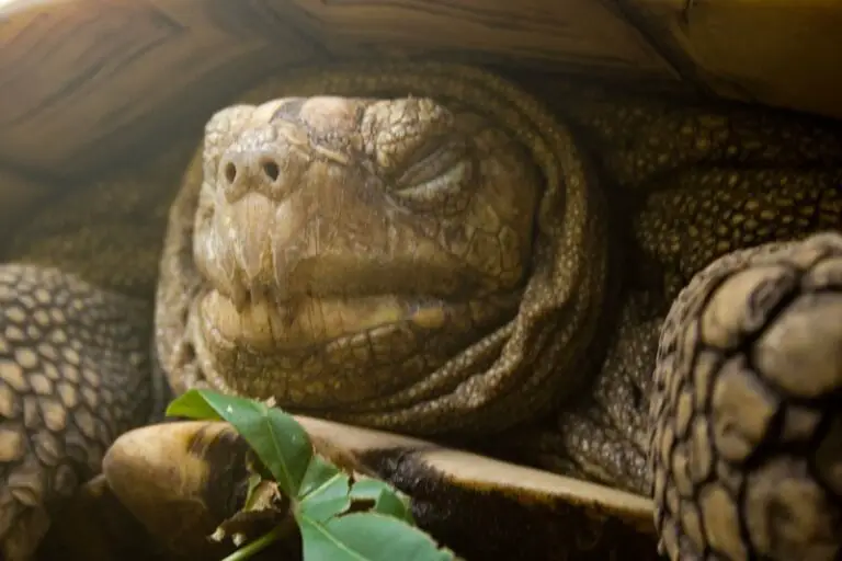 6 Reasons Why a Tortoise Is Not Eating And Sleeping a Lot